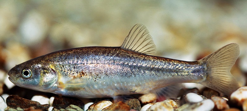 Phoxinellus dalmaticus: Popullata globale e këtij lloji të vogël (max 12cm) është e kufizuar në lumin Čikola në Kroacinë jugore. Tre projekte hidrocentralesh janë planifikuar në këtë lum, që rrezikojnë zhdukjen të gjithë llojit. © Perica Mustafić