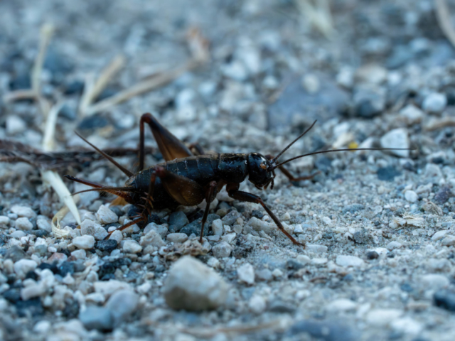 Java Shkencore e Sarantaporos: - Eco Albania